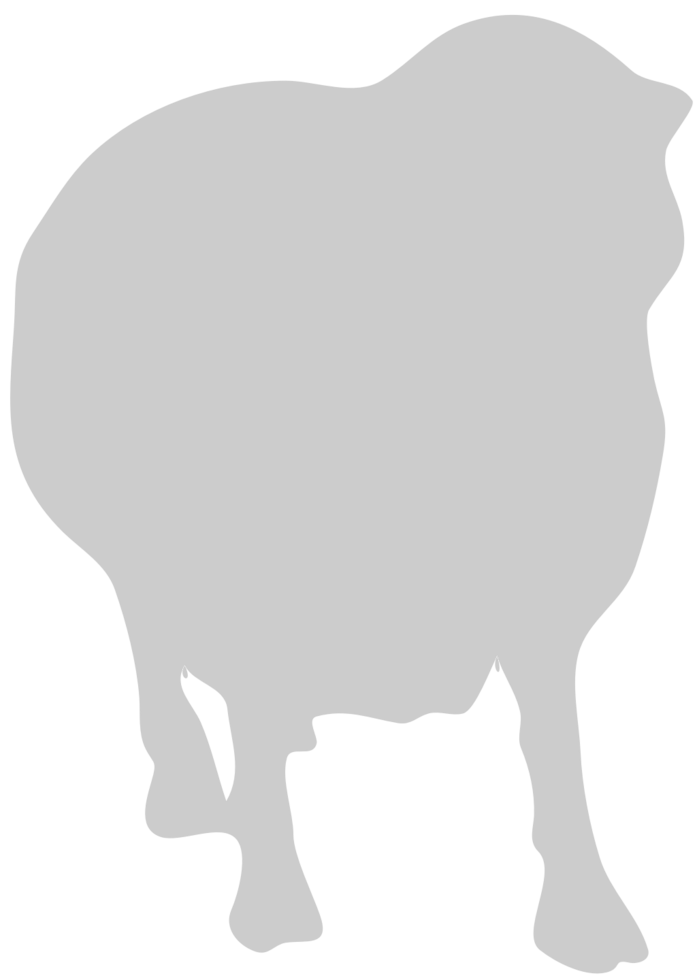 Sheep vector