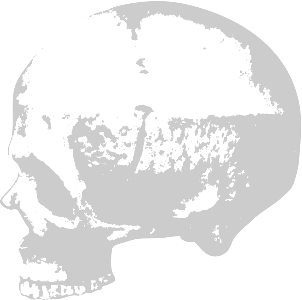 Skull  vector