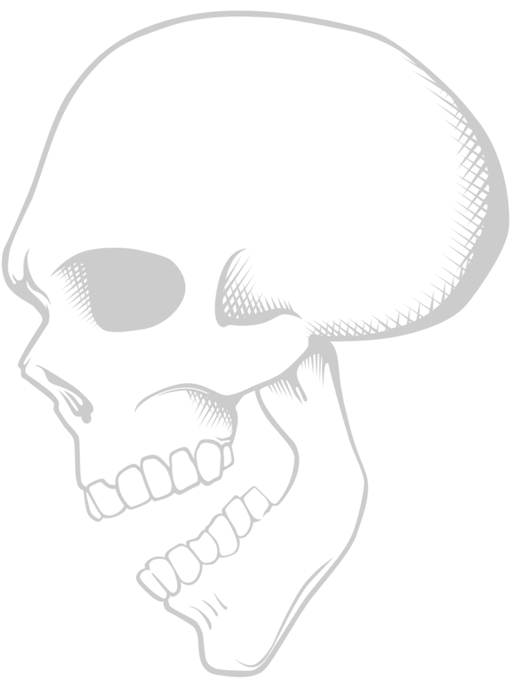 Skull side view vector