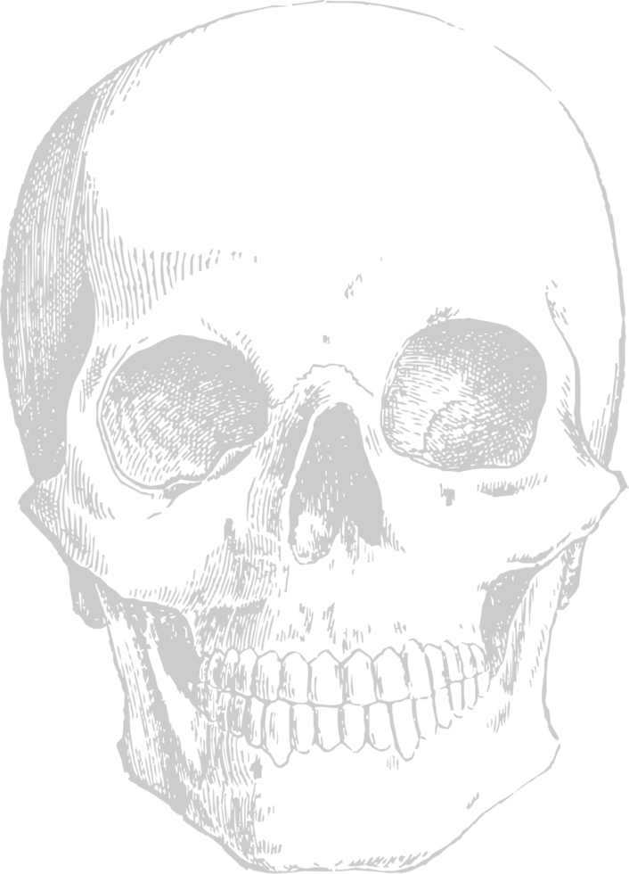 Skull sketch vector