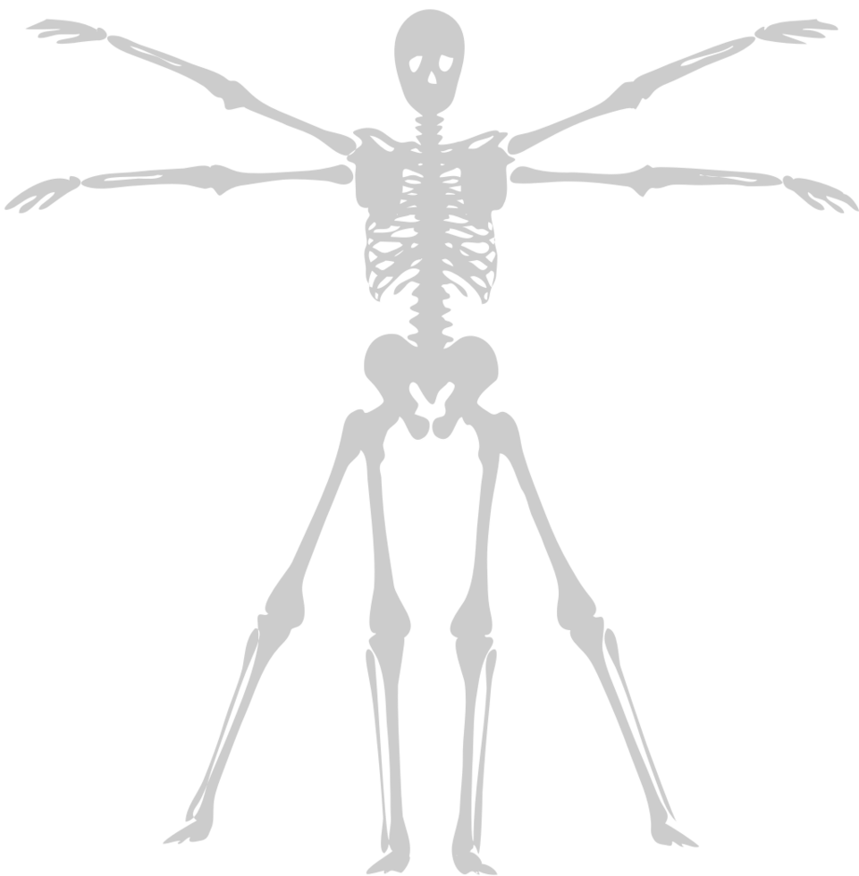 Skeleton vector