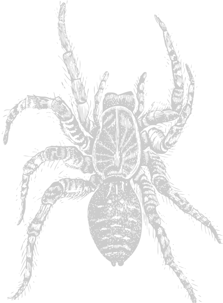 Animal Causes Spider vector