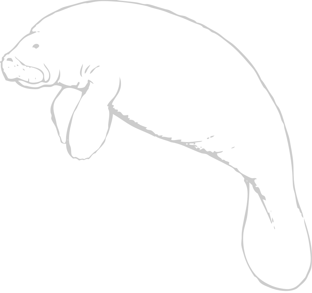 Animal Causes Walrus vector