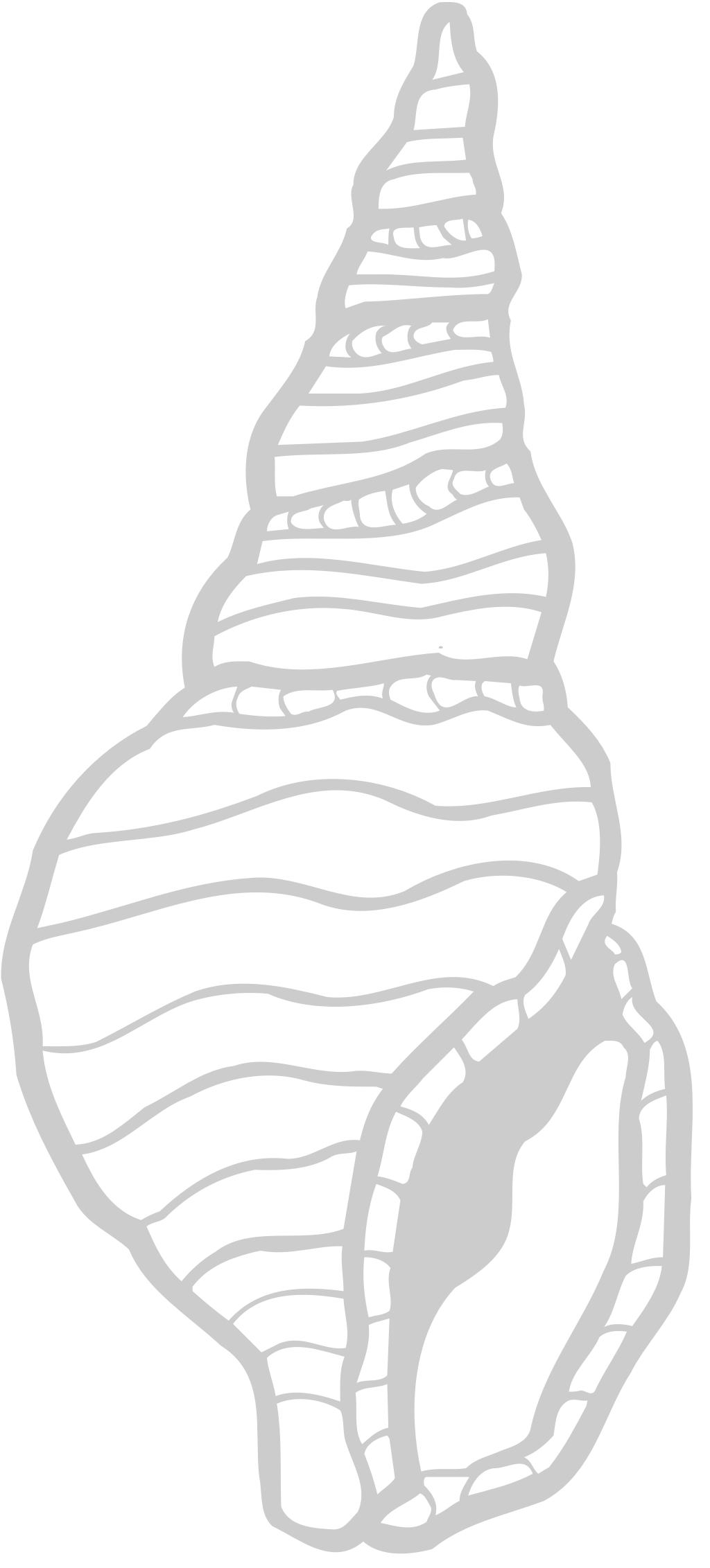 Cone Shell 36635840 Vector Art at Vecteezy