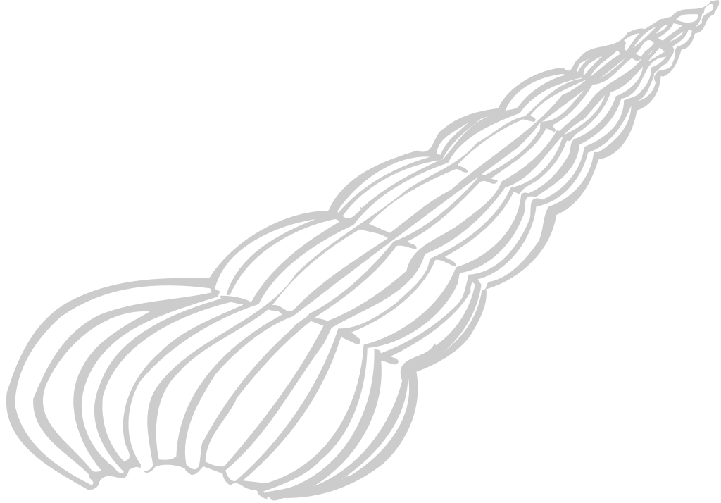 Cone Shell vector