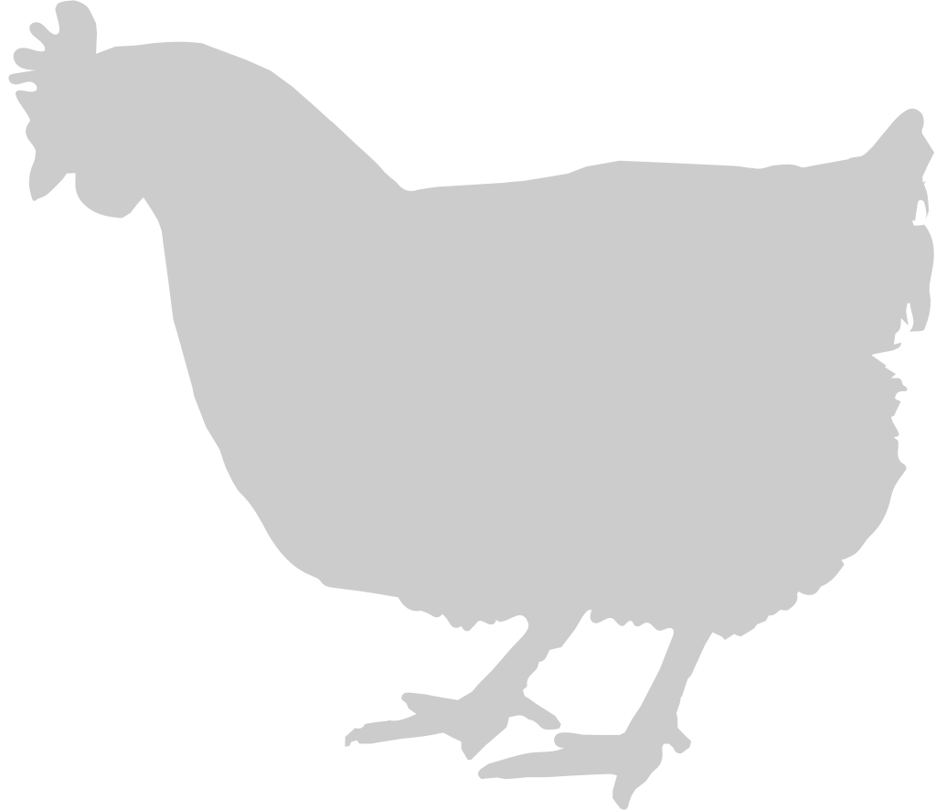 Chicken vector