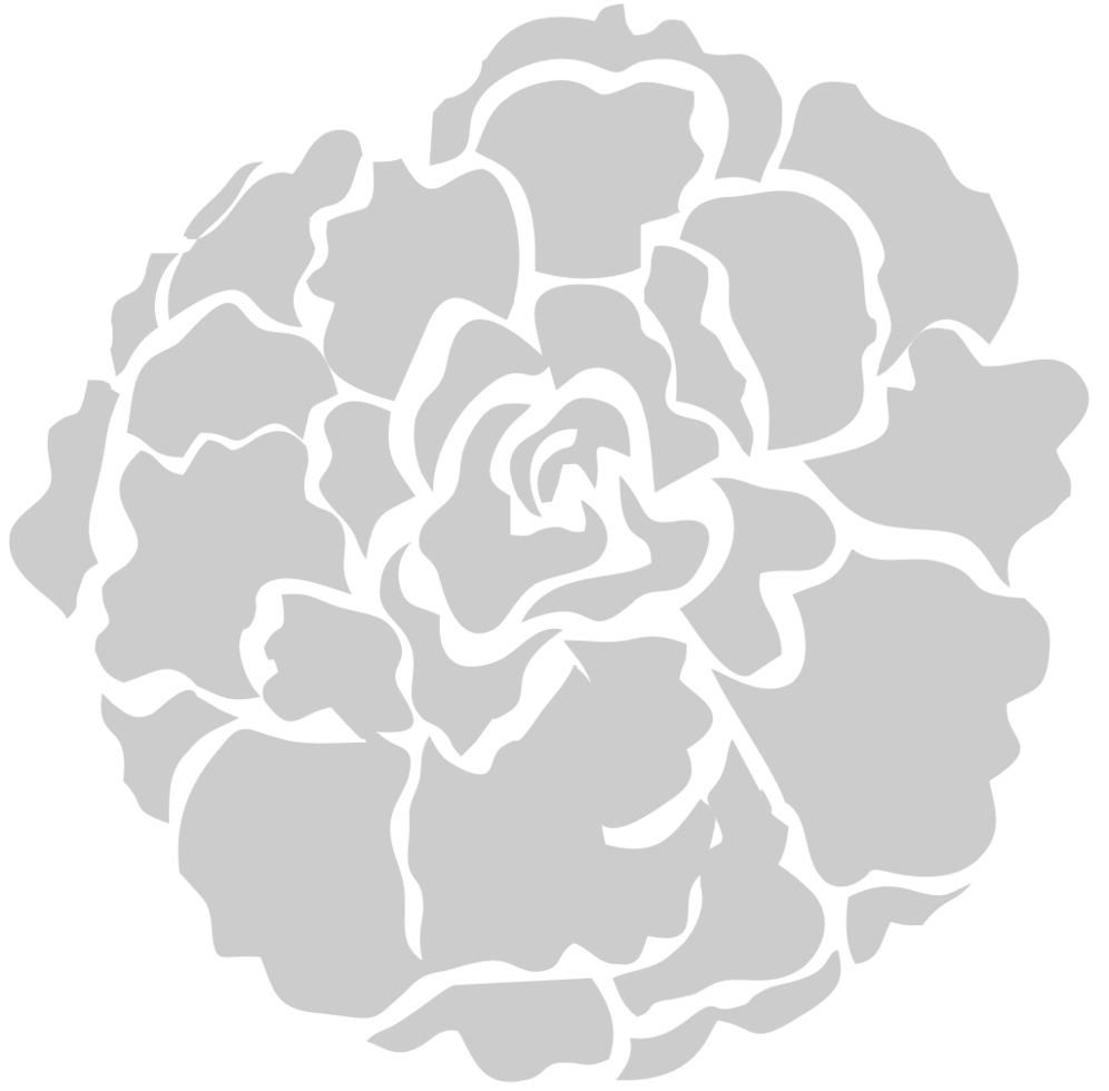 Carnation Flower vector