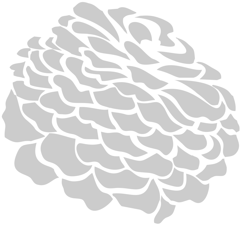 Carnation Flower vector