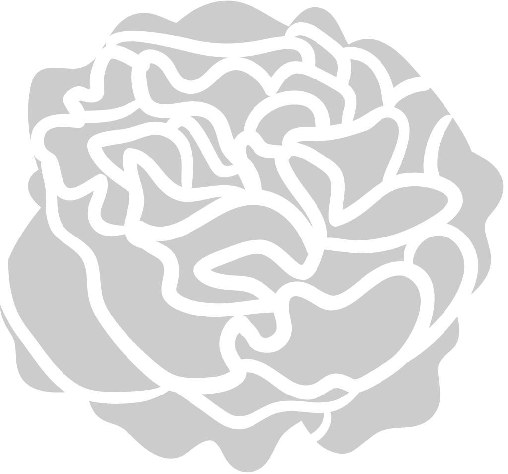 Carnation Flower vector