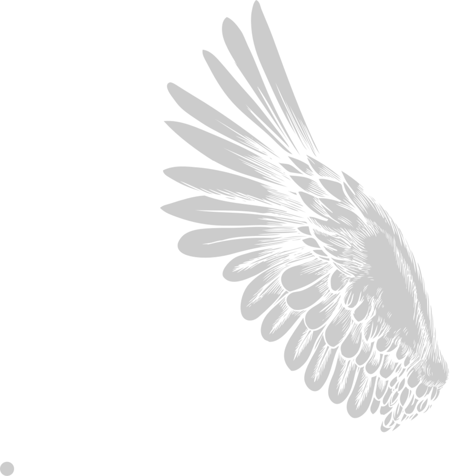 Wing bird vector