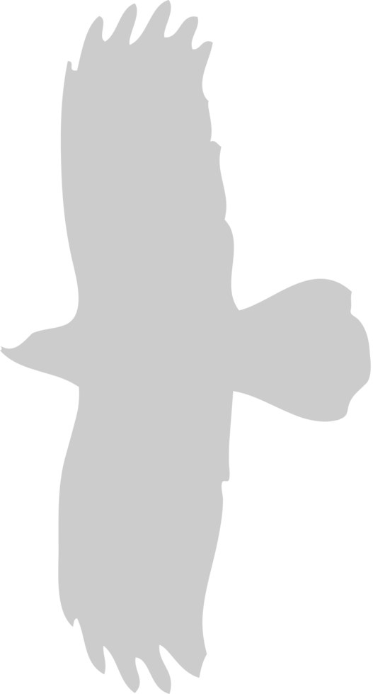 eagle vector
