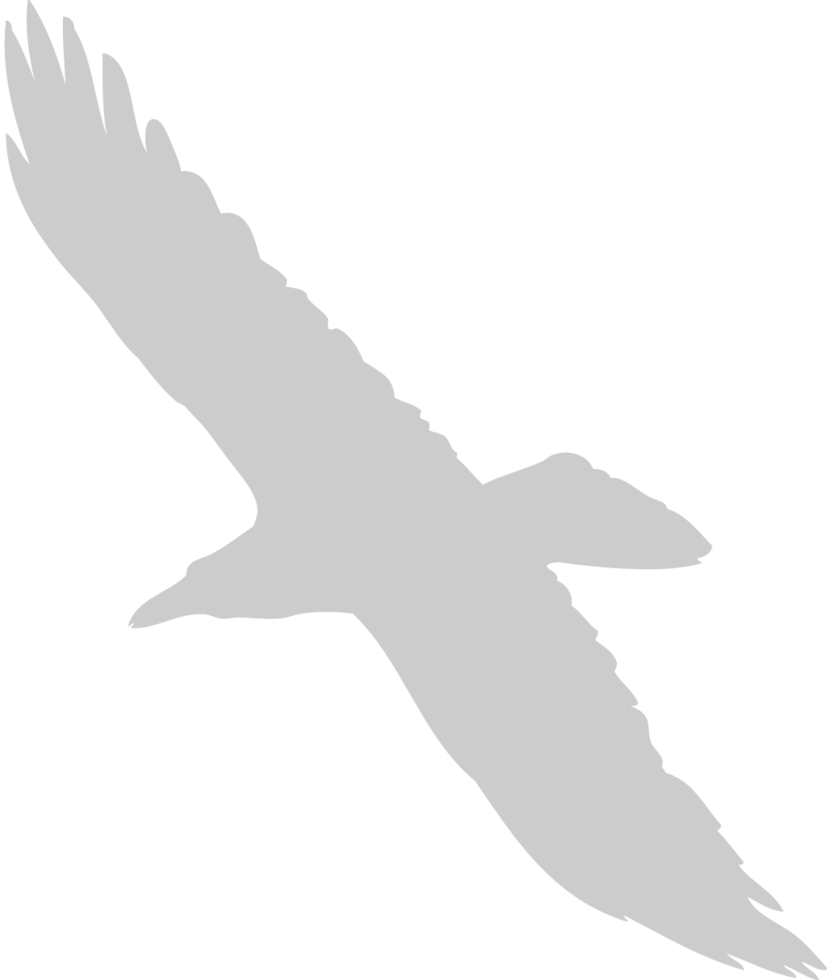 águila vector