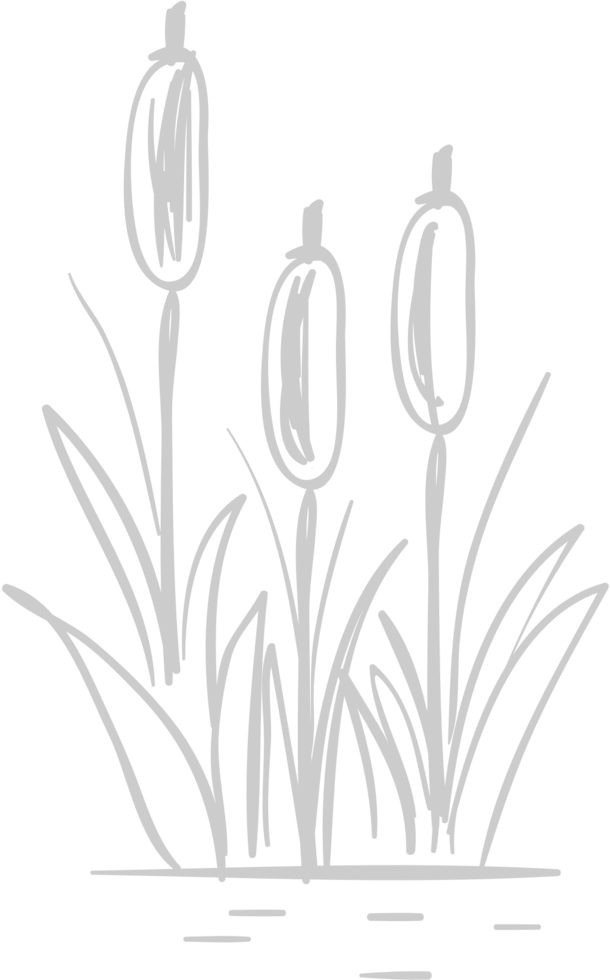 Cattails vector