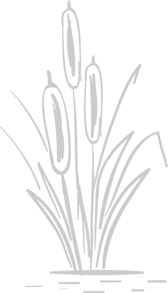 Cattails vector