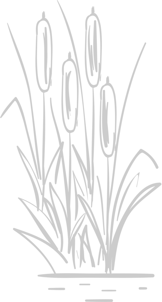 Cattails  vector