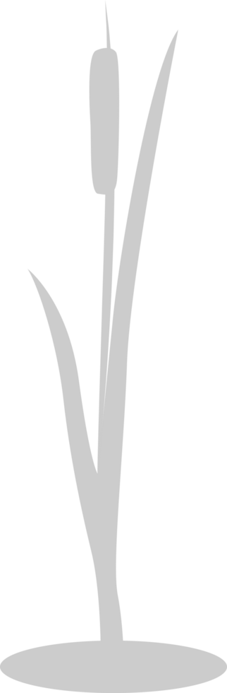 Cattails vector