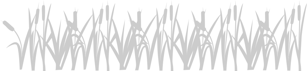 Cattails vector