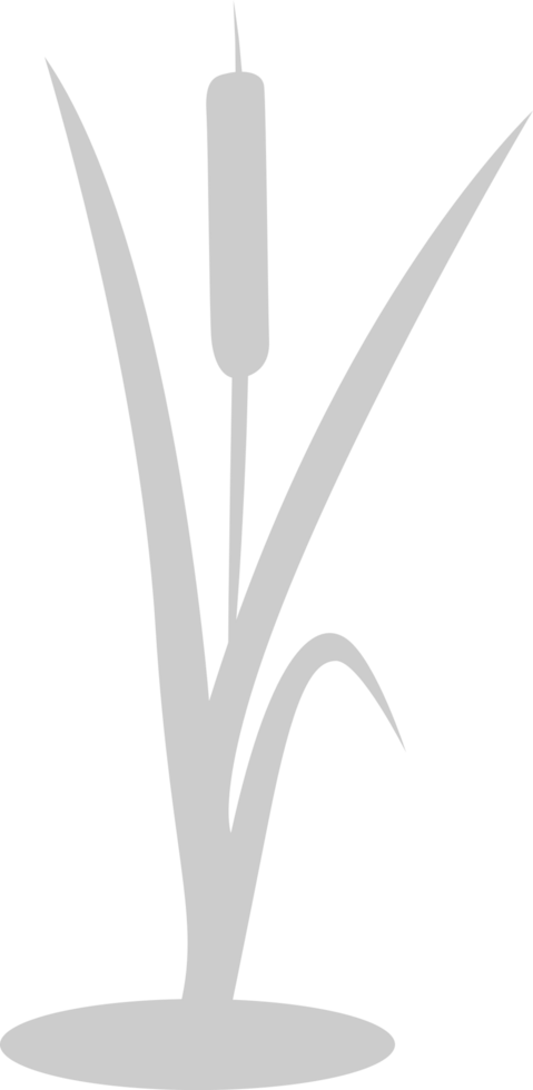 Cattails vector