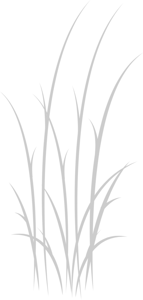 Cattails vector