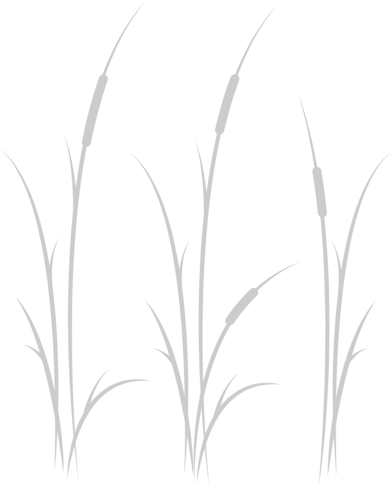 Cattails vector