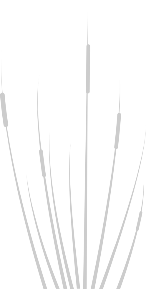 Cattails vector