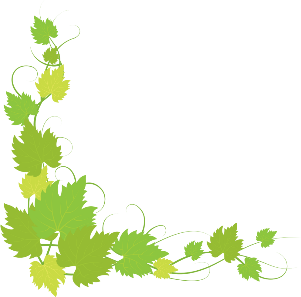 Ivy vine leaf decoration vector