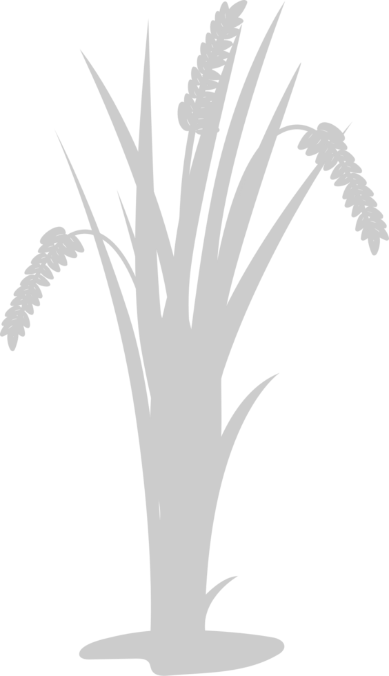 Rice vector