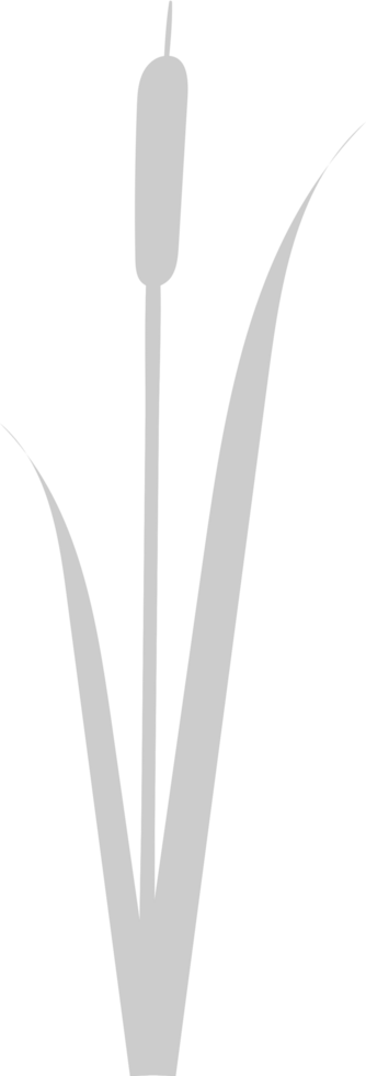 Cattails vector