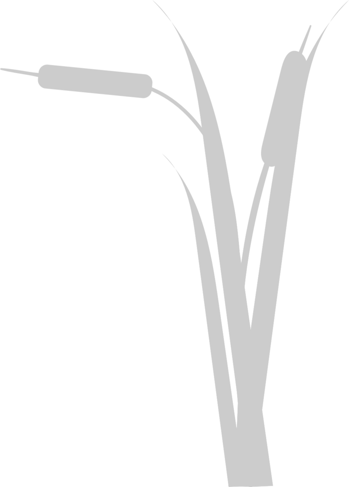 Cattails vector