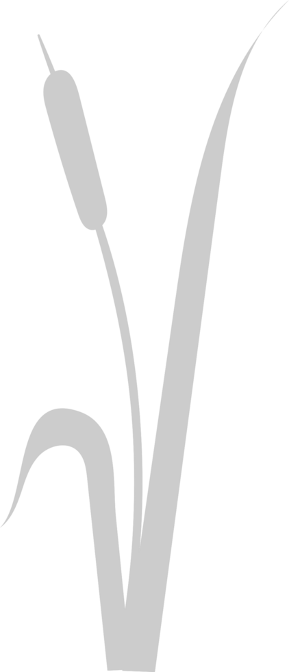 Cattails vector