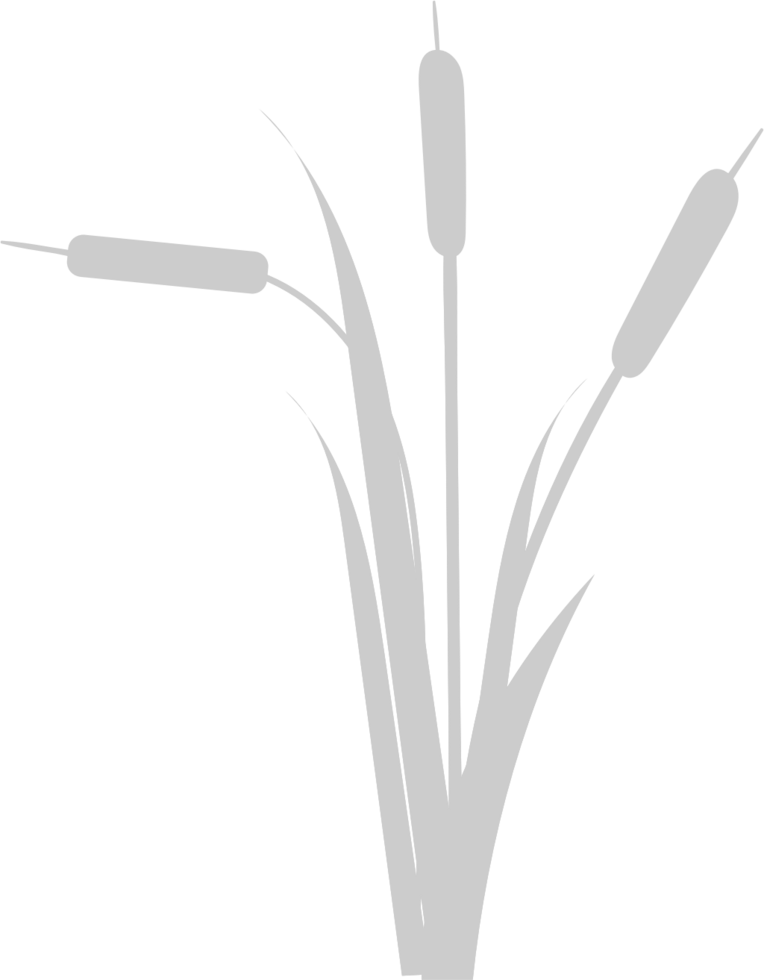 Cattails vector