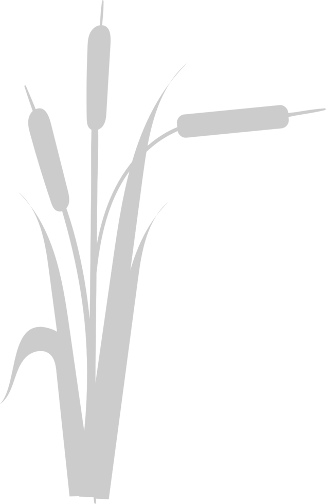 Cattails vector