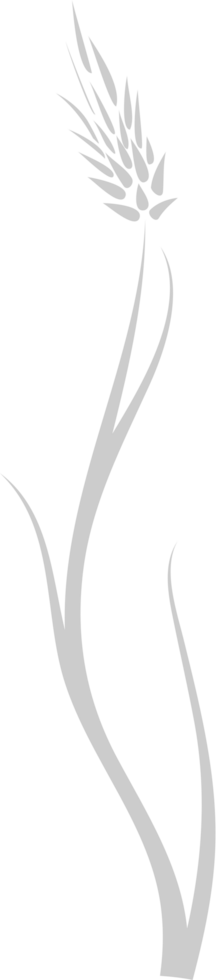 Stem of Plant vector