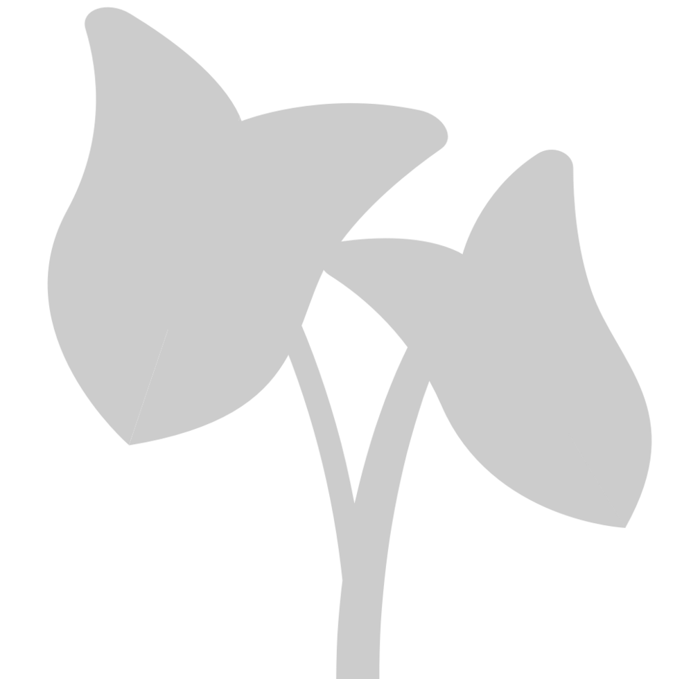 Tropical Plant vector