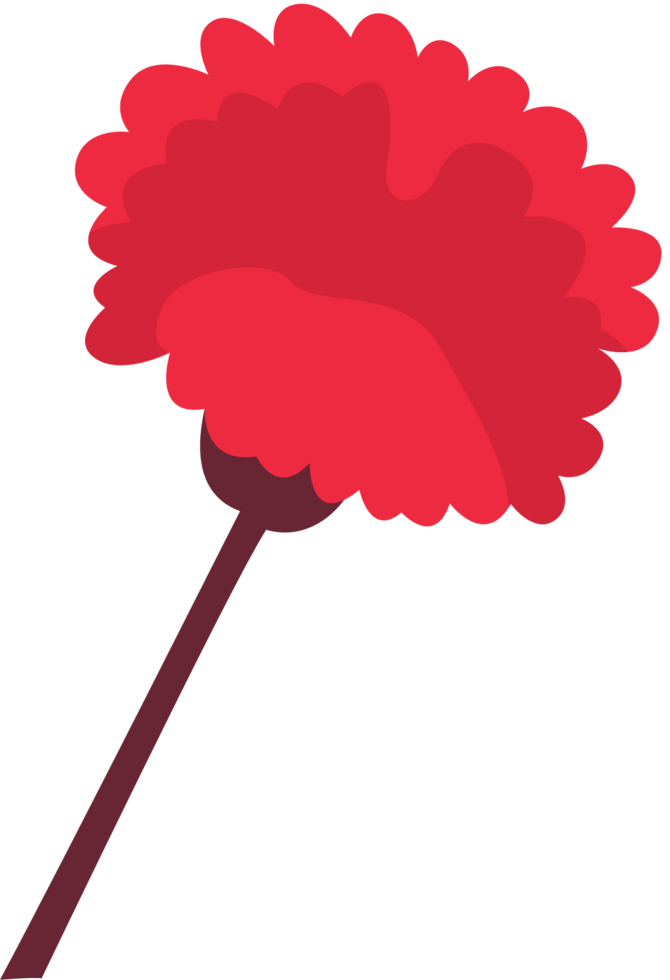 Carnation flower vector