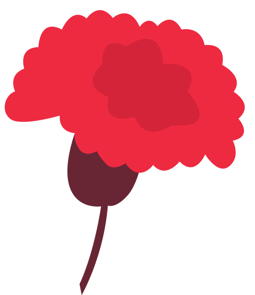 Carnation flower vector