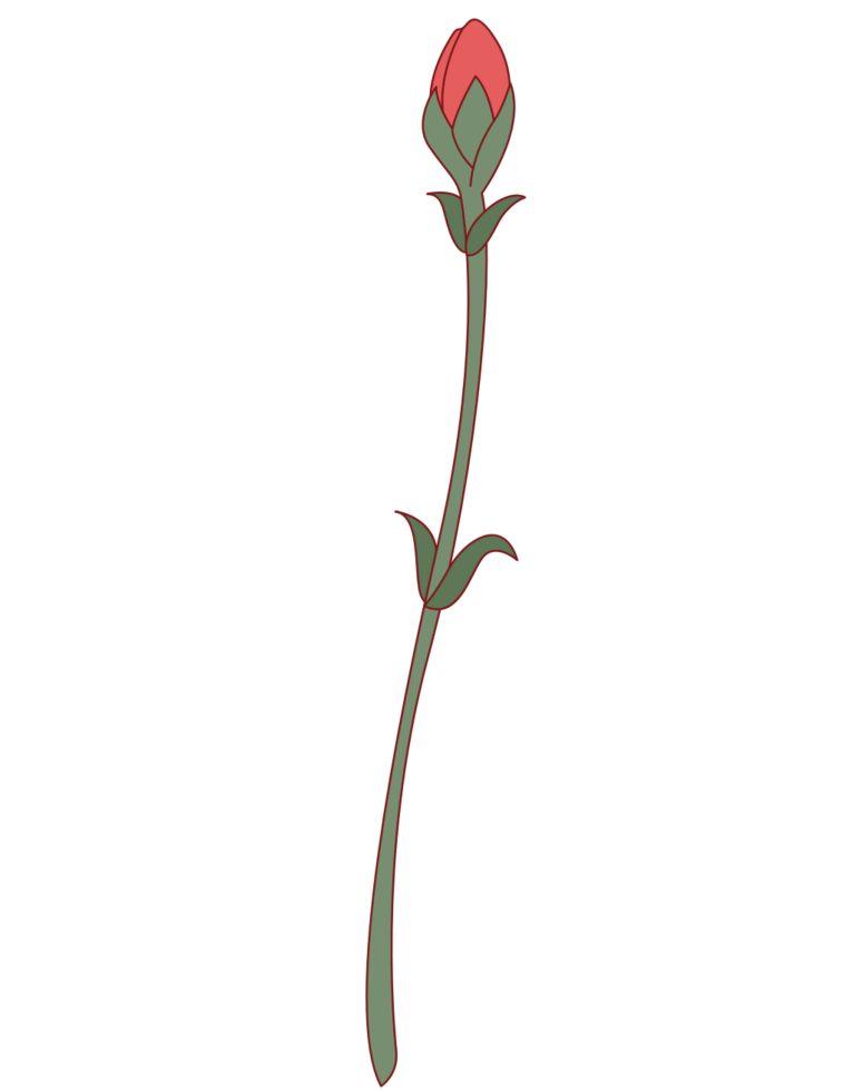 flor de clavel vector