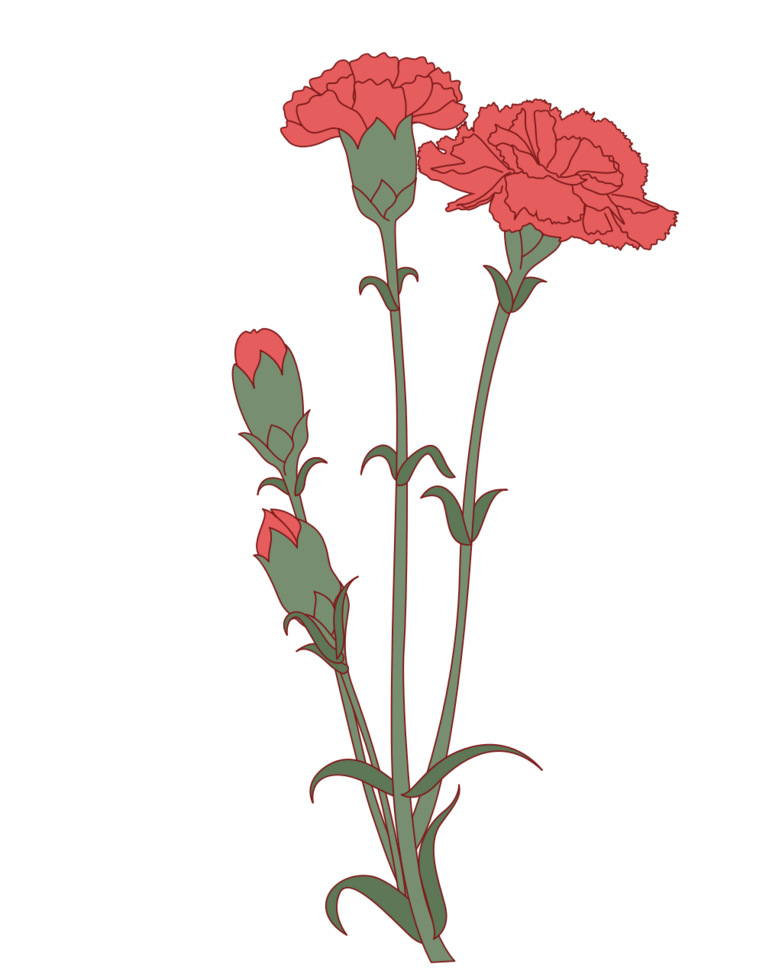 Carnation flower vector