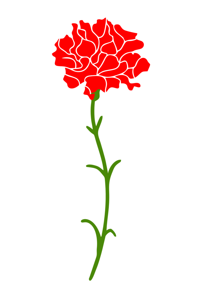 Carnation flower vector