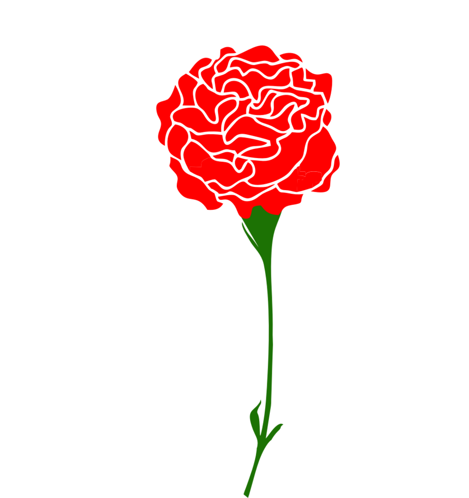 Carnation flower vector