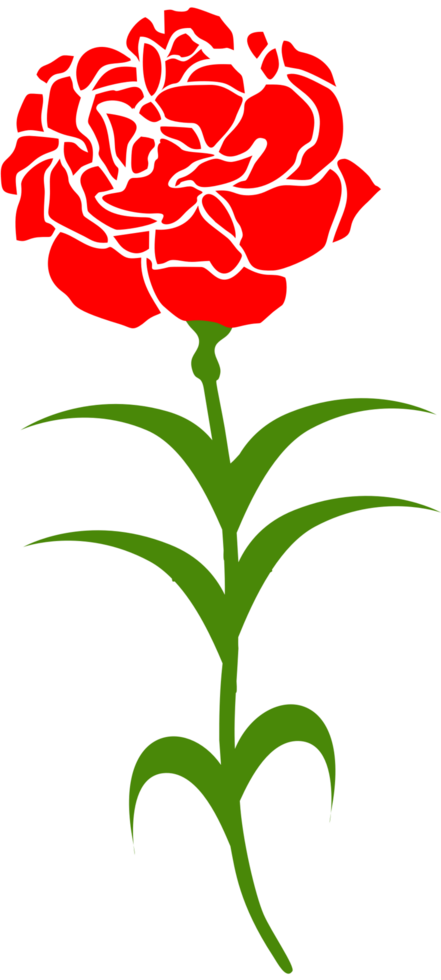 Carnation flower vector