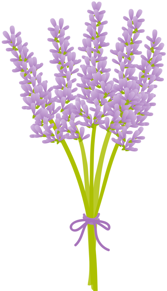 Lavender flower vector