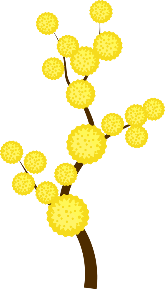 Mimosa flower vector