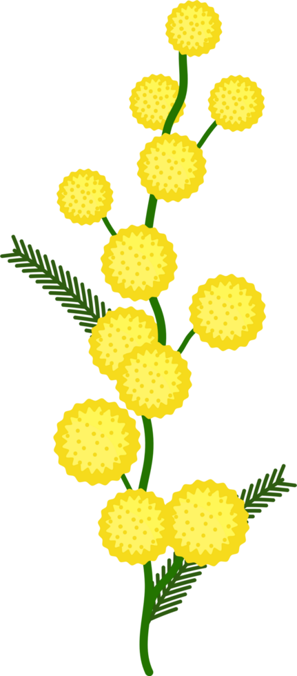 Mimosa flower vector