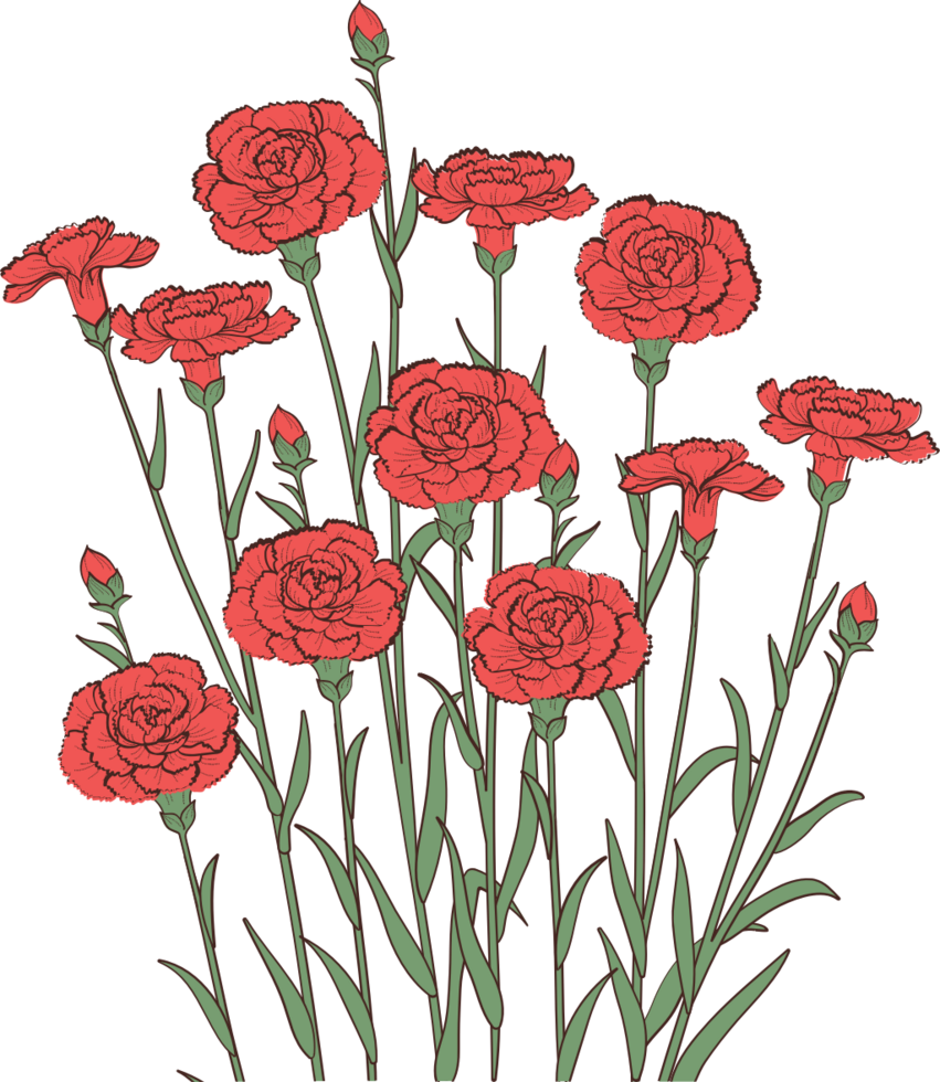 Carnation flower vector