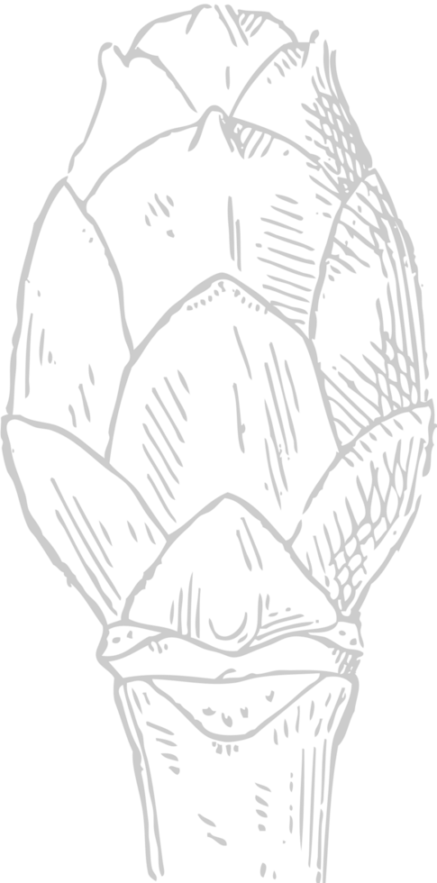 Flower exotic vector