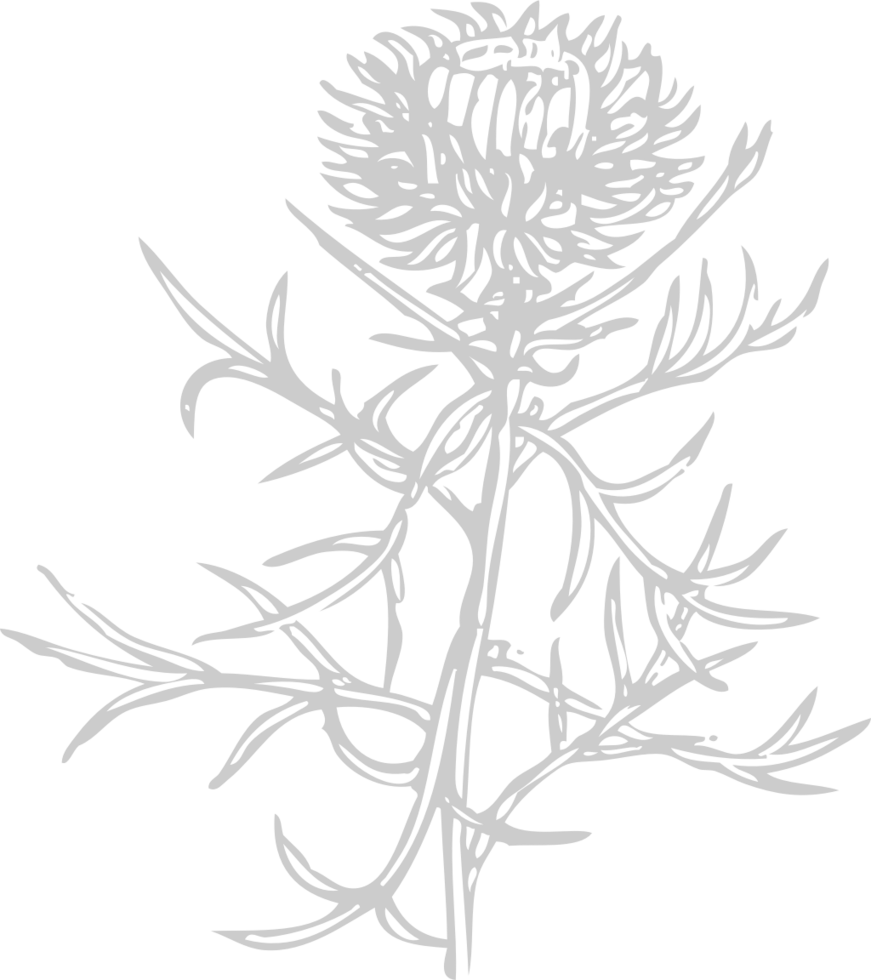 Flower exotic vector