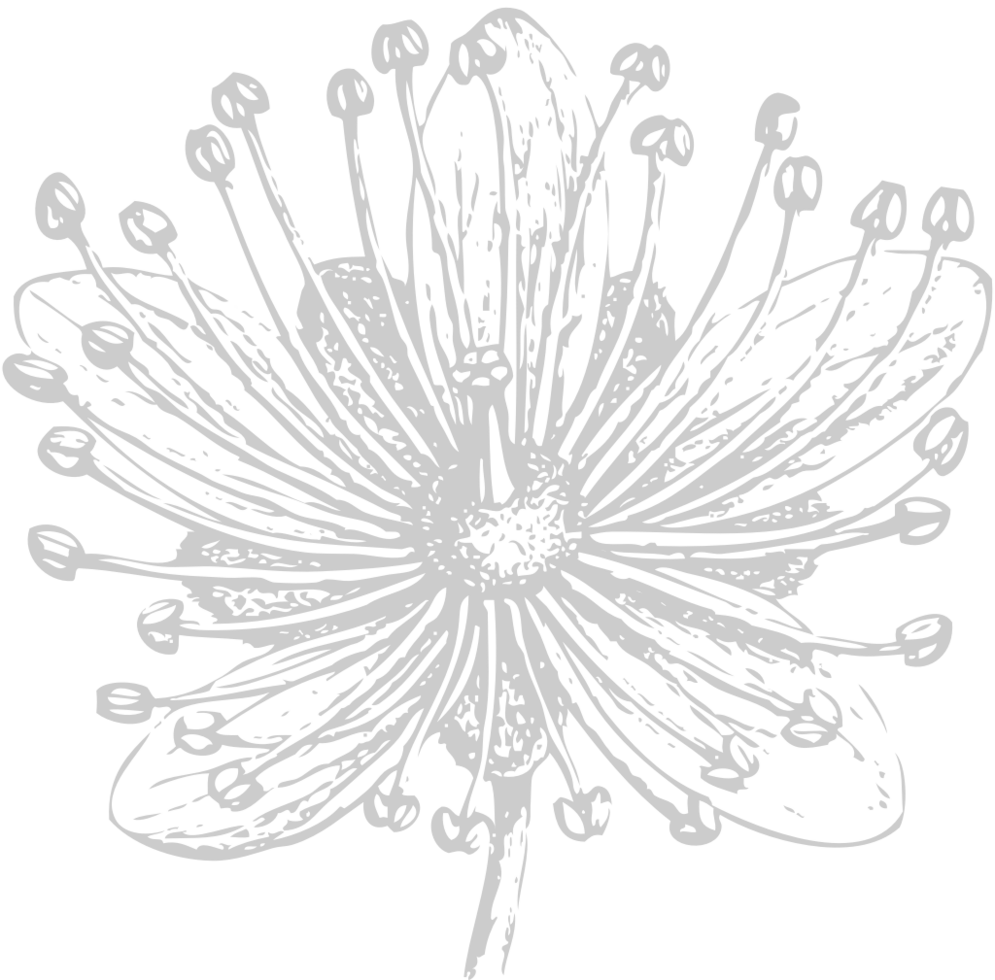 Flower exotic vector