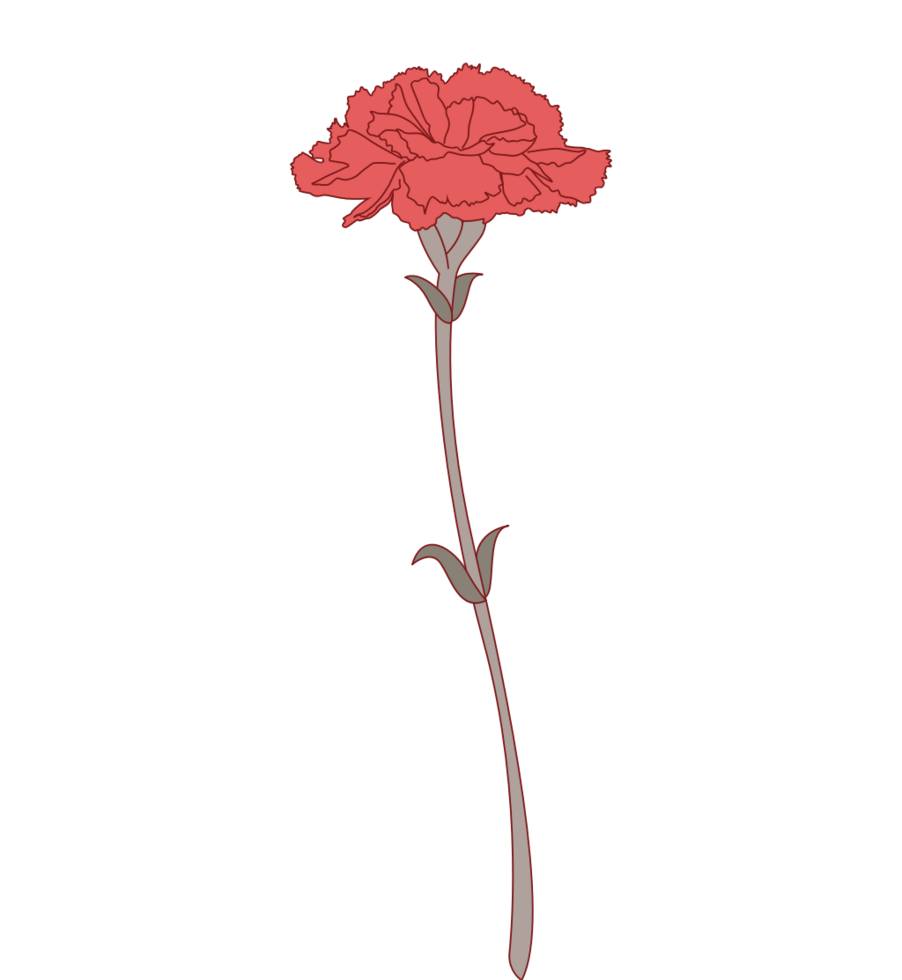 Carnation flower vector