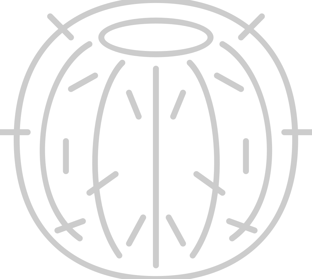 Cactus vector
